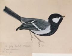  GEORGE MORRISON REID HENRY COLLECTED FIELD STUDIES OF BIRDS  - 2922826