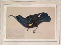  GEORGE MORRISON REID HENRY COLLECTED FIELD STUDIES OF BIRDS  - 2922827