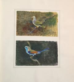  GEORGE MORRISON REID HENRY COLLECTED FIELD STUDIES OF ENGLISH AND RHODESIAN BIRDS  - 2922819