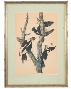  J J Audubon J J Audubon Woodpeckers Color Print - 3186271