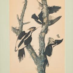  J J Audubon J J Audubon Woodpeckers Color Print - 3186273