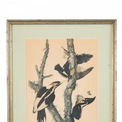  J J Audubon J J Audubon Woodpeckers Color Print - 3186274