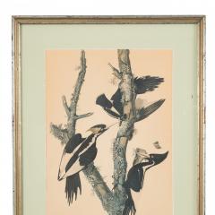  J J Audubon J J Audubon Woodpeckers Color Print - 3186275