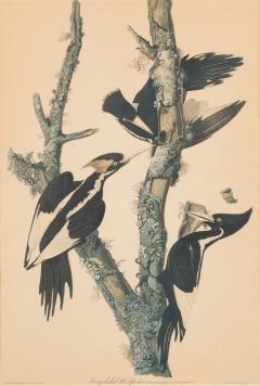 J J Audubon J J Audubon Woodpeckers Color Print - 3204947