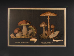  J KAMMERER Mushrooms by J KAMMERER - 3796805