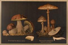  J KAMMERER Mushrooms by J KAMMERER - 3796983