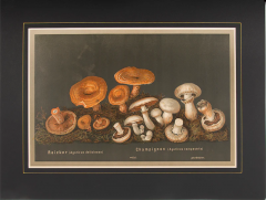  J KAMMERER Mushrooms by J KAMMERER - 3796807