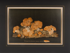  J KAMMERER Mushrooms by J KAMMERER - 3796808