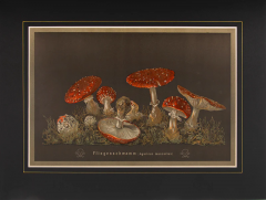  J KAMMERER Mushrooms by J KAMMERER - 3796809