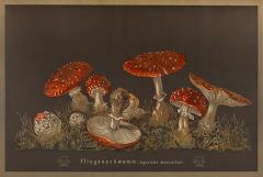  J KAMMERER Mushrooms by J KAMMERER - 3796987