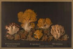  J KAMMERER Mushrooms by J KAMMERER - 3796988