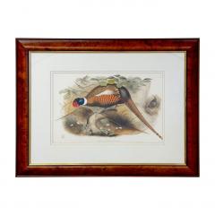  John Gould H C Richter John Gould Henry Constantine Richter Birds of England Pheasant Print - 3576605