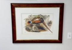  John Gould H C Richter John Gould Henry Constantine Richter Birds of England Pheasant Print - 3576614