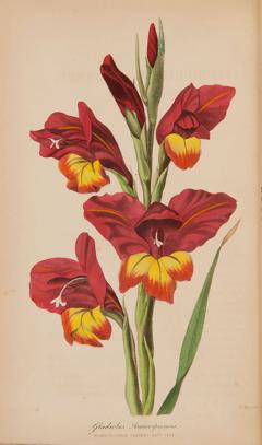  Joseph HARRISON The Floricultural Cabinet and Florists Magazine by Joseph HARRISON - 3228395