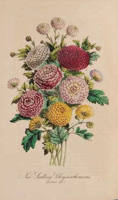  Joseph HARRISON The Floricultural Cabinet and Florists Magazine by Joseph HARRISON - 3228396