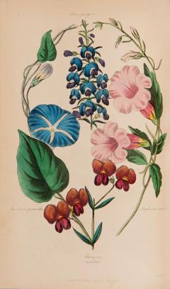 Joseph HARRISON The Floricultural Cabinet and Florists Magazine by Joseph HARRISON - 3228398
