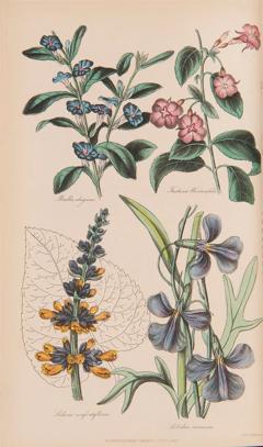  Joseph HARRISON The Floricultural Cabinet and Florists Magazine by Joseph HARRISON - 3228404