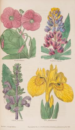  Joseph HARRISON The Floricultural Cabinet and Florists Magazine by Joseph HARRISON - 3228423