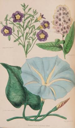  Joseph HARRISON The Floricultural Cabinet and Florists Magazine by Joseph HARRISON - 3228430