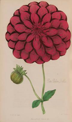  Joseph HARRISON The Floricultural Cabinet and Florists Magazine by Joseph HARRISON - 3228432