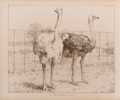  M A HOYER Our Book of Feathered Friends by M A HOYER - 3765634