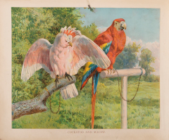  M A HOYER Our Book of Feathered Friends by M A HOYER - 3765639
