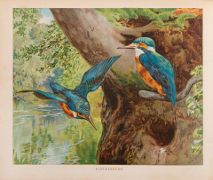  M A HOYER Our Book of Feathered Friends by M A HOYER - 3765641