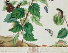 Moses Harris Admirable Butterflies Magpie Moths A Hand colored Engraving by Moses Harris - 3522753
