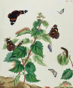  Moses Harris Admirable Butterflies Magpie Moths A Hand colored Engraving by Moses Harris - 3522754