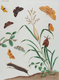  Moses Harris Butterflies Moths An Antique Hand colored Engraving by Moses Harris - 3522758
