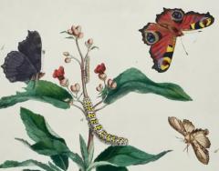  Moses Harris Peacock Butterfly Moth A 1st Ed Hand colored 18th C Engraving by M Harris - 3522737