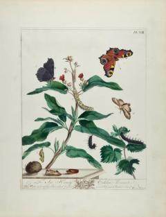  Moses Harris Peacock Butterfly Moth A 1st Ed Hand colored 18th C Engraving by M Harris - 3522738
