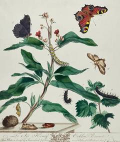  Moses Harris Peacock Butterfly Moth A 1st Ed Hand colored 18th C Engraving by M Harris - 3522739