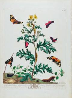  Moses Harris The Natural History of Moths An Antique Hand colored Engraving by Moses Harris - 3522750