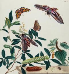  Moses Harris Tortoise shell Butterfly Hawk Moth Antique Hand colored Engraving by M Harris - 3522762