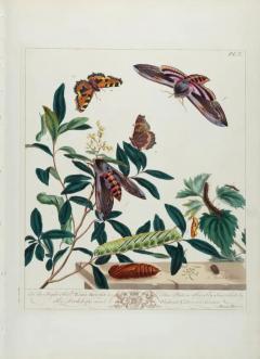 Moses Harris Tortoise shell Butterfly Hawk Moth Antique Hand colored Engraving by M Harris - 3522763
