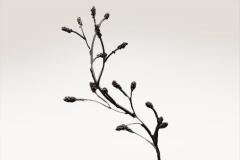  Patricia Lemaire Seeding II - 4466478