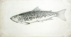  SIR WILLIAM JARDINE SIR WILLIAM JARDINE SCOTTISH 1800 1874 THE BRITISH SALMONIDAE - 3071948