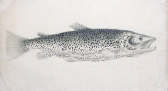  SIR WILLIAM JARDINE SIR WILLIAM JARDINE SCOTTISH 1800 1874 THE BRITISH SALMONIDAE - 3071949