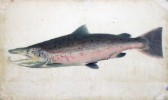  SIR WILLIAM JARDINE SIR WILLIAM JARDINE SCOTTISH 1800 1874 THE BRITISH SALMONIDAE - 3071950