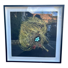  Sharron Beals Sharron Beals Photographic Lithograph Print of a Birds Nest Western Tanager - 2979259
