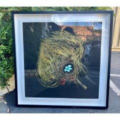  Sharron Beals Sharron Beals Photographic Lithograph Print of a Birds Nest Western Tanager - 2979261