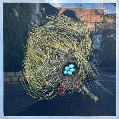  Sharron Beals Sharron Beals Photographic Lithograph Print of a Birds Nest Western Tanager - 2980381