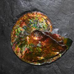  Studio Greytak Studio Greytak Ammonite on Bronze Ammonite and Mirror Polished Bronze Wall Art - 1083813