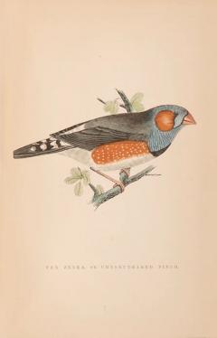  Thomas GREENE Birds I Have Kept in Years Gone By by William Thomas GREENE - 3474642