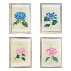  Yokohama Nursery Co Ltd Four lithographs of Hydrangeas  - 1958412