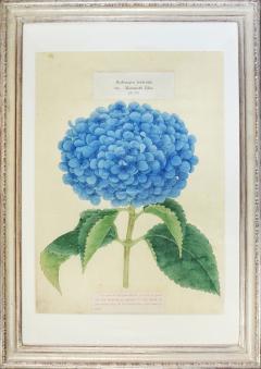  Yokohama Nursery Co Ltd Four lithographs of Hydrangeas  - 1958416