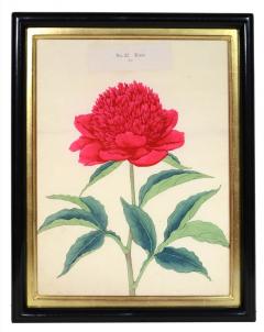  Yokohama Nursery Co Ltd Rare Hardy Japanese Peony - 784928