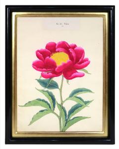  Yokohama Nursery Co Ltd Rare Hardy Japanese Peony - 790648