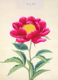  Yokohama Nursery Co Ltd Rare Hardy Japanese Peony - 791168